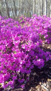 mount vernon azalea sale